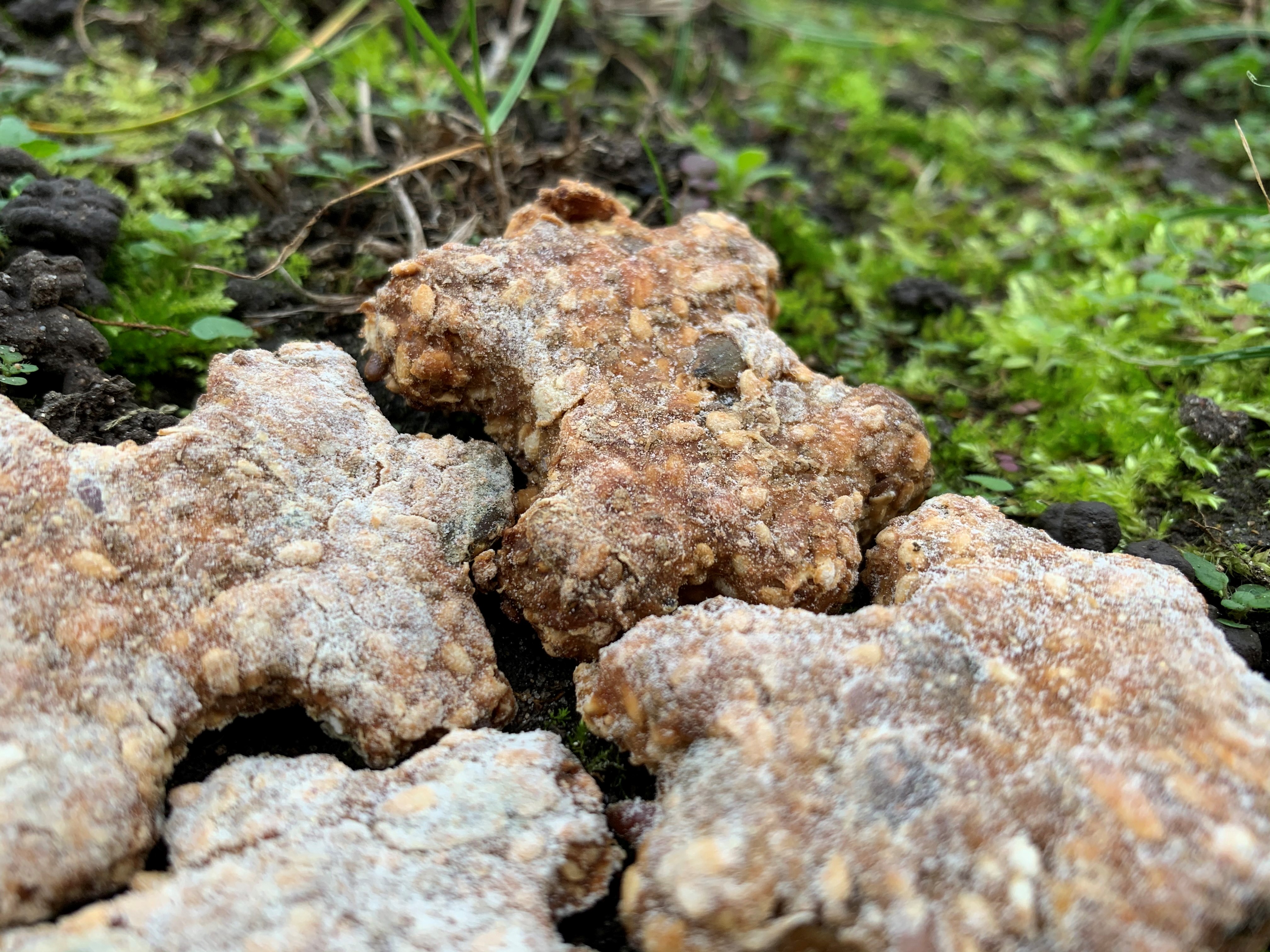 Friandises naturelles aux graines en forme de pièces de puzzle, posées et prises en photo dans l'herbe par www.hygiequin.fr